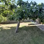 Padiz