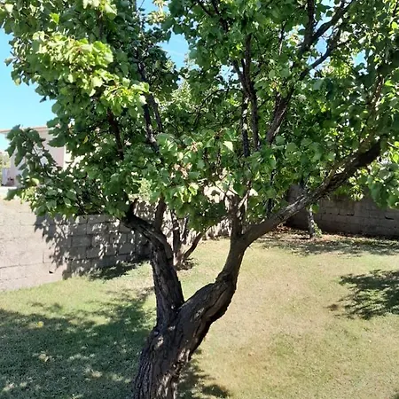 Padiz Arzachena