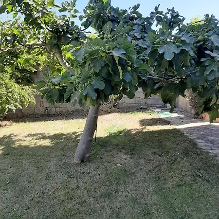 Padiz
